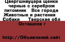 Цвергшнауцера щенки черные с серебром питомник - Все города Животные и растения » Собаки   . Тверская обл.,Осташков г.